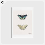 アートポストカード-Butterfly, Top and Bottom View
 - ジョージアス ヤコブス ヨハネス ファン オス Postcard.