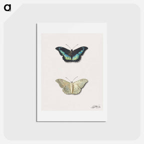 アートポストカード-Butterfly, Top and Bottom View
 - ジョージアス ヤコブス ヨハネス ファン オス Postcard.