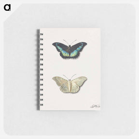 アートメモ帳-Butterfly, Top and Bottom View
 - ジョージアス ヤコブス ヨハネス ファン オス Memo.