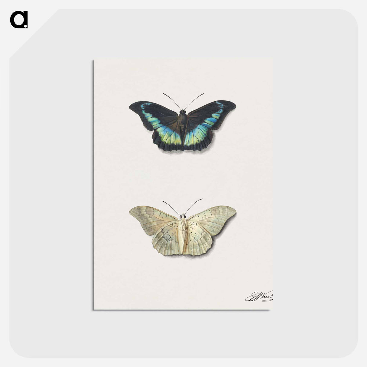 アートポストカード-Butterfly, Top and Bottom View
 - ジョージアス ヤコブス ヨハネス ファン オス Postcard.