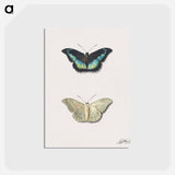 アートポストカード-Butterfly, Top and Bottom View
 - ジョージアス ヤコブス ヨハネス ファン オス Postcard.