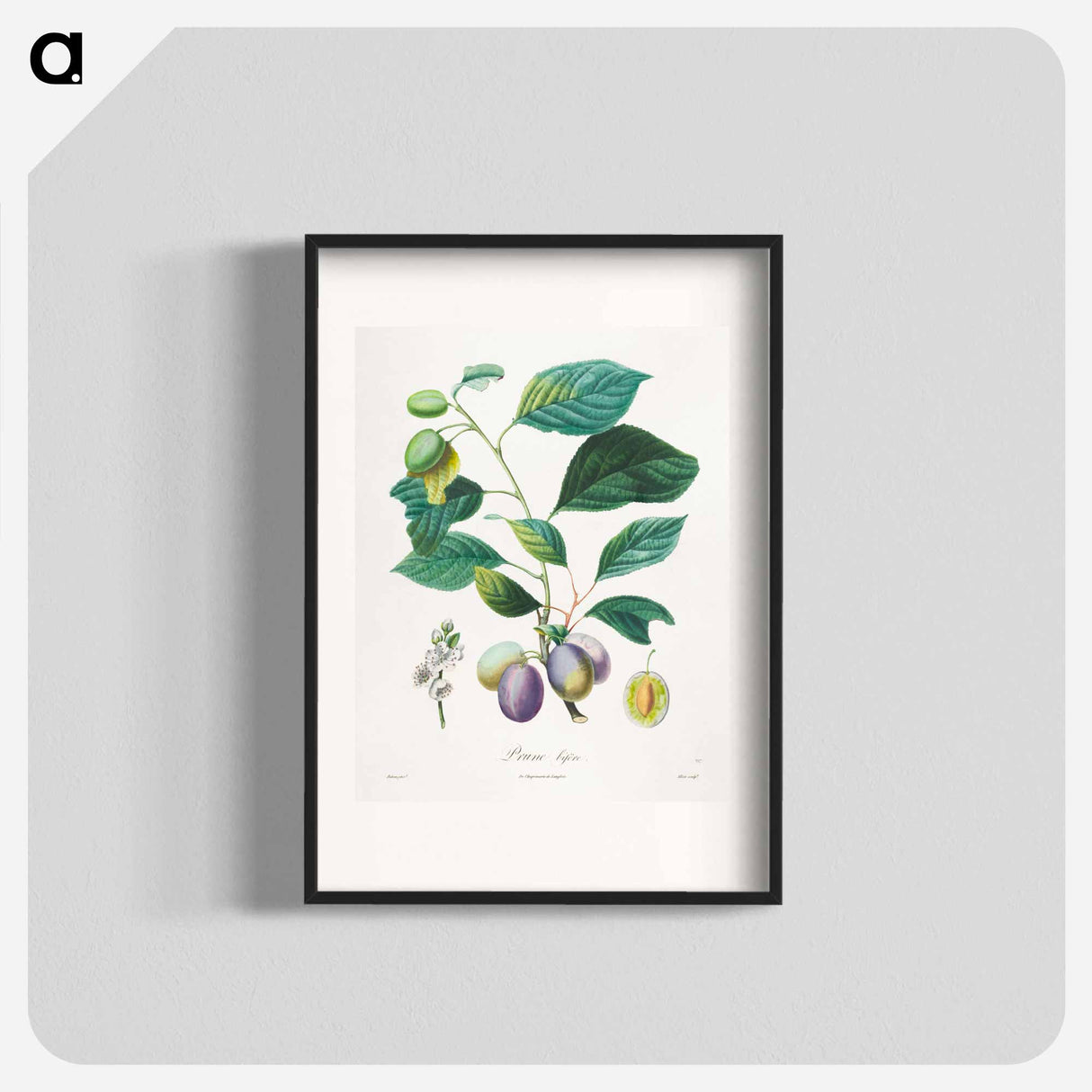 Traité des arbres fruitiers: Prune bifère - アンリ ルイ デュアメル デュ モンソー Poster.