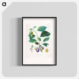 Traité des arbres fruitiers: Prune bifère - アンリ ルイ デュアメル デュ モンソー Poster.