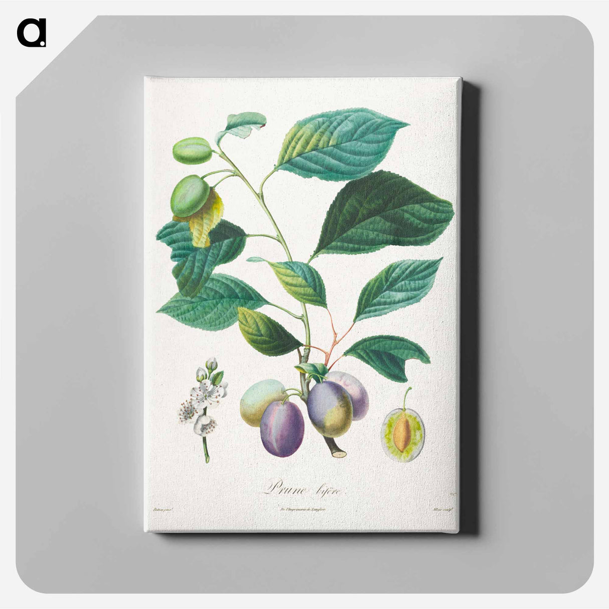 Traité des arbres fruitiers: Prune bifère - アンリ ルイ デュアメル デュ モンソー Canvas.