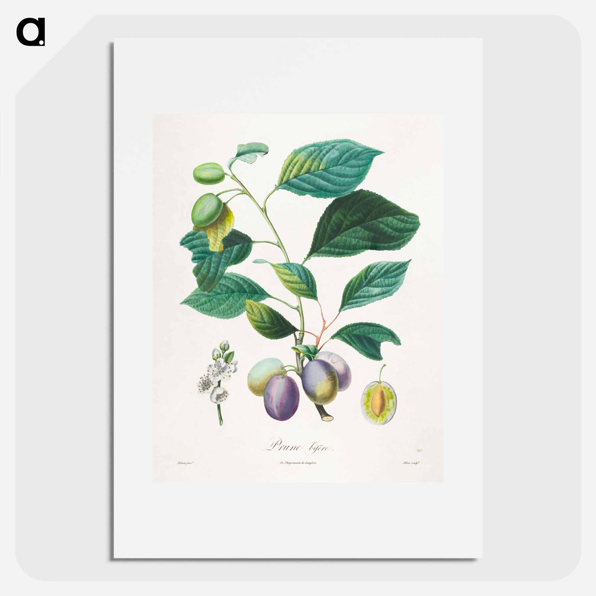 Traité des arbres fruitiers: Prune bifère - アンリ ルイ デュアメル デュ モンソー Poster.