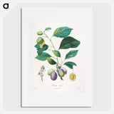Traité des arbres fruitiers: Prune bifère - アンリ ルイ デュアメル デュ モンソー Poster.