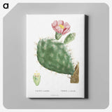1-2_Histoire-des-Plantes-Grasses_canvas