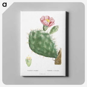 1-2_Histoire-des-Plantes-Grasses_canvas