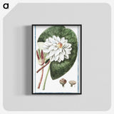 1-2_Hortus-Romanus-Botanical-Plates_blk-crop