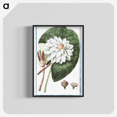1-2_Hortus-Romanus-Botanical-Plates_blk-crop