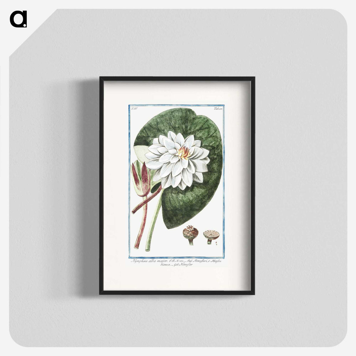 1-2_Hortus-Romanus-Botanical-Plates_blk