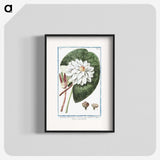 1-2_Hortus-Romanus-Botanical-Plates_blk