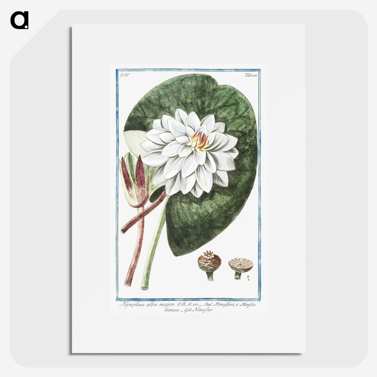 1-2_Hortus-Romanus-Botanical-Plates_picture