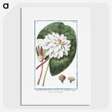 1-2_Hortus-Romanus-Botanical-Plates_picture