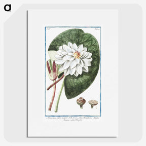 1-2_Hortus-Romanus-Botanical-Plates_picture