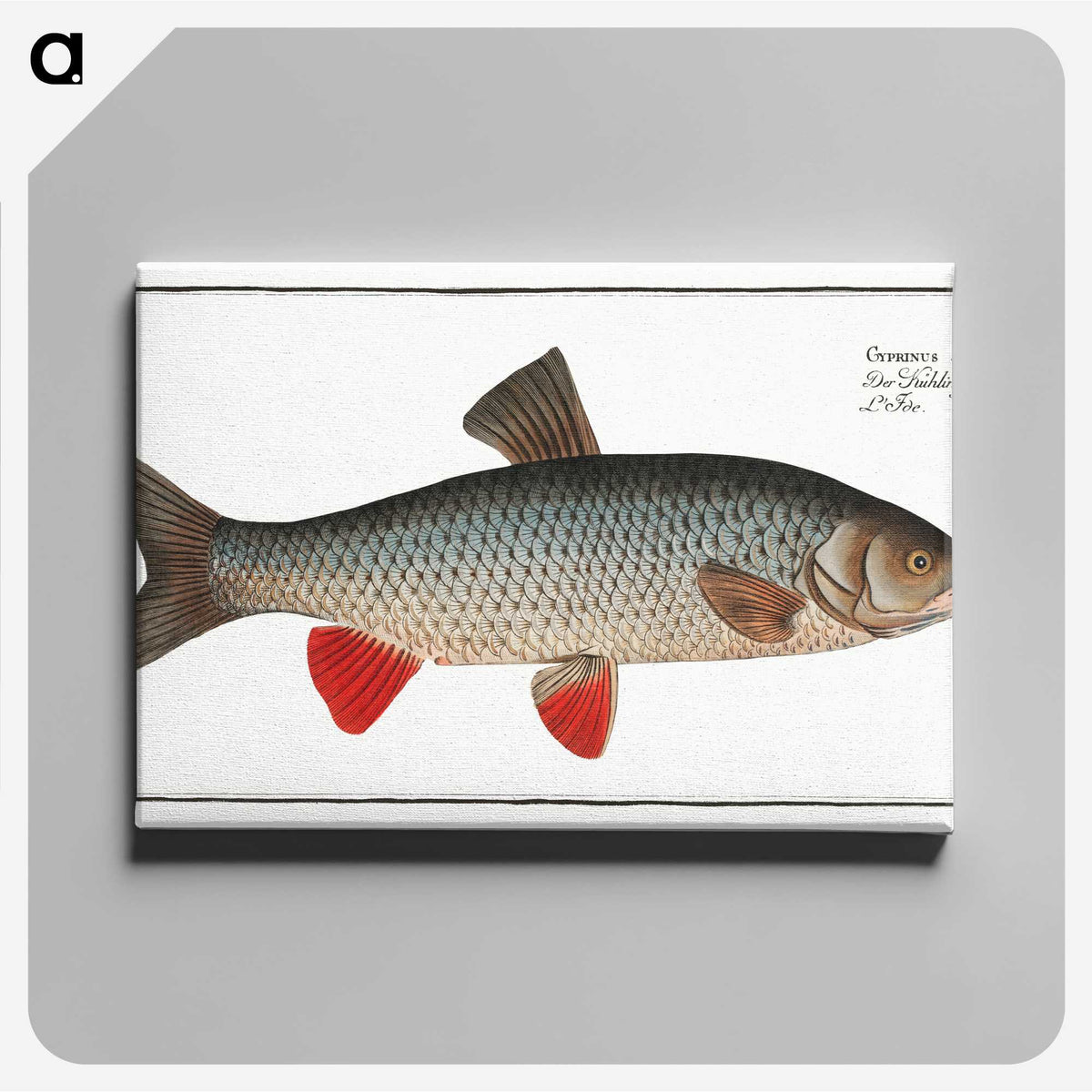 1-2_Ichtyologie-ou-Histoire-naturelle_canvas