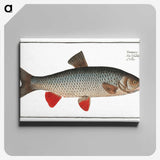 1-2_Ichtyologie-ou-Histoire-naturelle_canvas