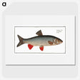 1-2_Ichtyologie-ou-Histoire-naturelle_picture