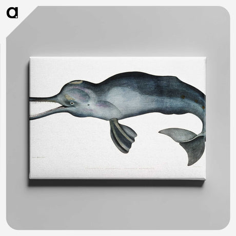 1-2_Indian-Zoology_canvas