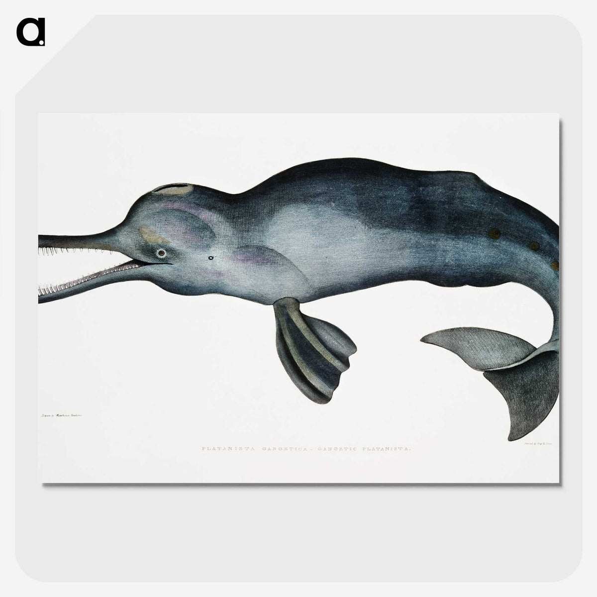 1-2_Indian-Zoology_picture-crop