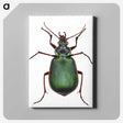 1-2_Insects-Unlocked-Project_canvas