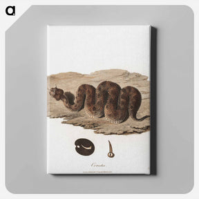 アートパネル-Cerastes Snake Illustration
 - ジェームス ヒース Canvas.