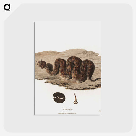 アートポストカード-Cerastes Snake Illustration
 - ジェームス ヒース Postcard.
