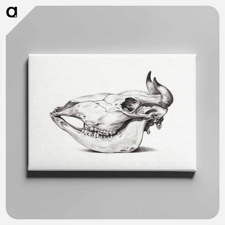 アートパネル-Skull of a cow - ジャン ベルナール Canvas.