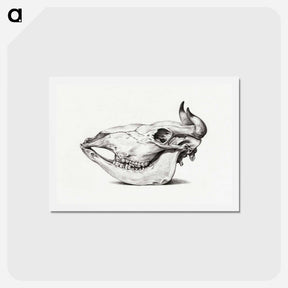 アートポストカード-Skull of a cow - ジャン ベルナール Postcard.