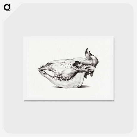 アートポストカード-Skull of a cow - ジャン ベルナール Postcard.