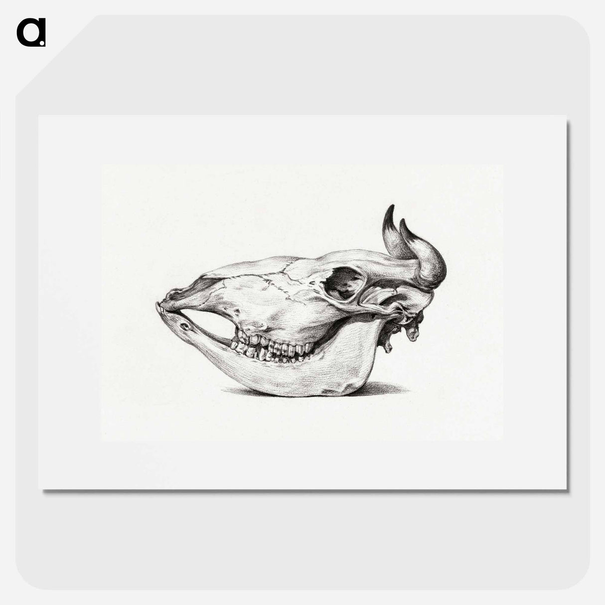 Skull of a cow - ジャン ベルナール Poster.