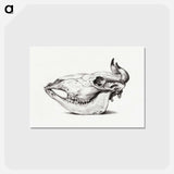 アートポストカード-Skull of a cow - ジャン ベルナール Postcard.