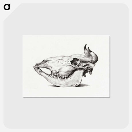 アートポストカード-Skull of a cow - ジャン ベルナール Postcard.