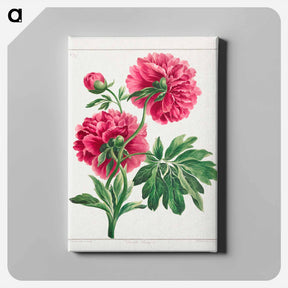 アートパネル-Double Peony
 - ジョン エドワーズ Canvas.