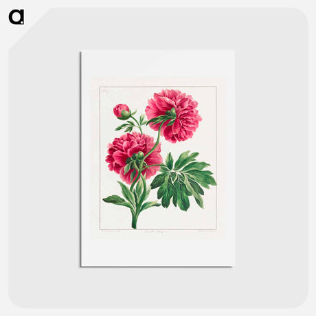 アートポストカード-Double Peony
 - ジョン エドワーズ Postcard.