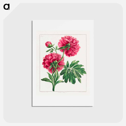 Double Peony
 - ジョン エドワーズ Postcard.