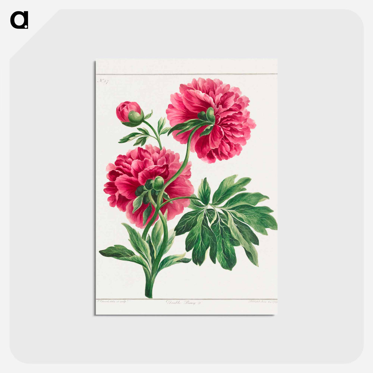 アートポストカード-Double Peony
 - ジョン エドワーズ Postcard.