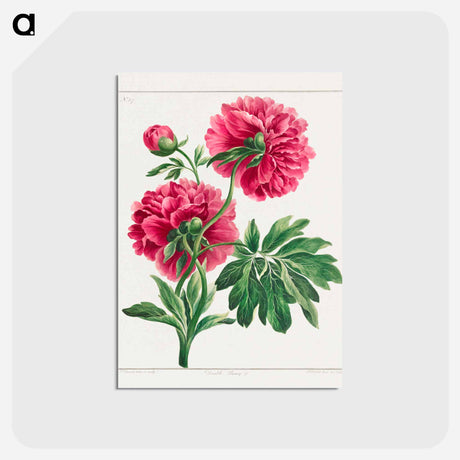 アートポストカード-Double Peony
 - ジョン エドワーズ Postcard.