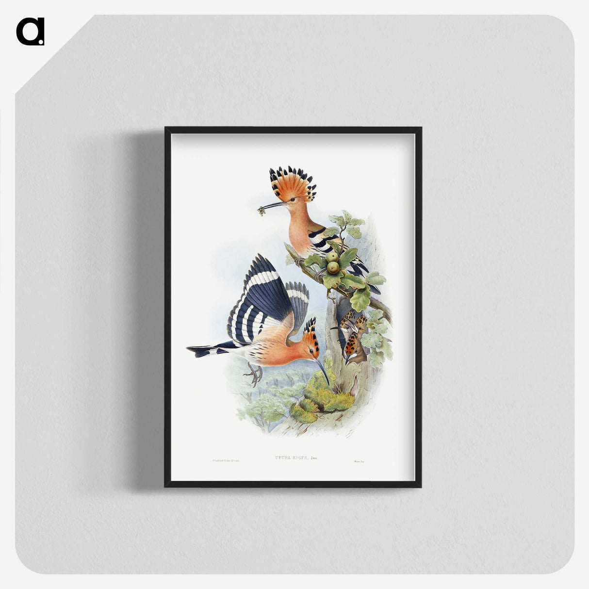 1-2_John-Gould_blk-crop