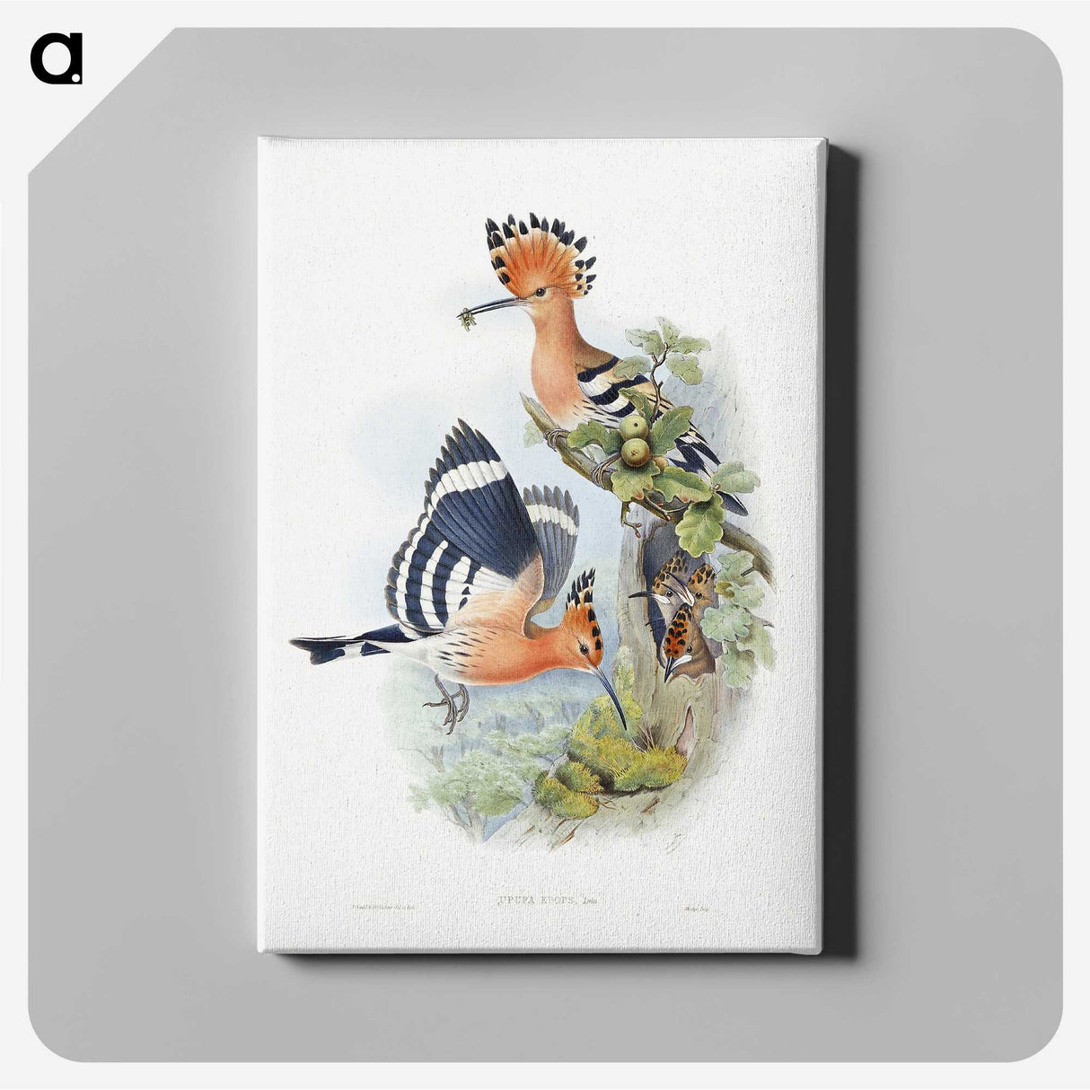 1-2_John-Gould_canvas