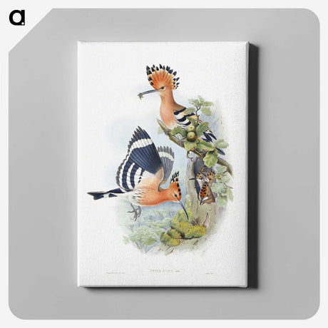1-2_John-Gould_canvas