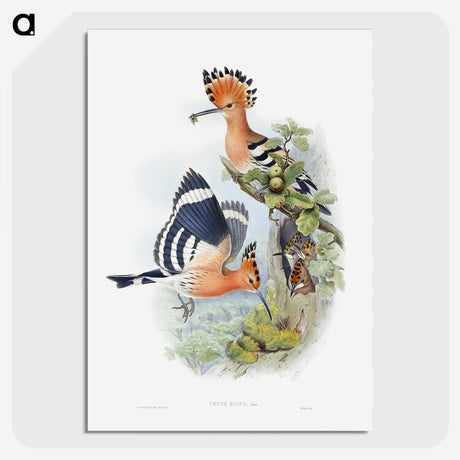 1-2_John-Gould_picture-crop