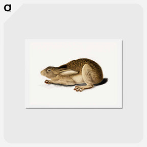 アートポストカード-Black-Tailed Hare
 - ジョン ジェームス オーデュボン Postcard.