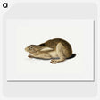 1-2_John-James-Audubon_picture