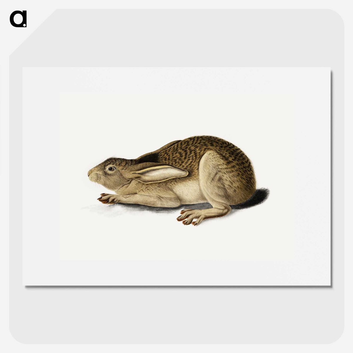 1-2_John-James-Audubon_picture