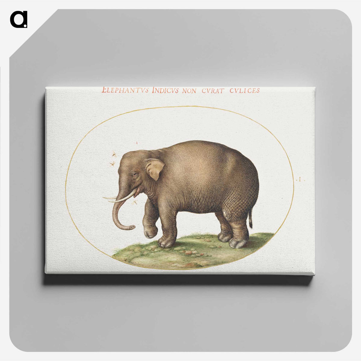 1-2_Joris-Hoefnagel_canvas