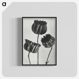 1-2_Karl-Blossfeldt_blk-crop