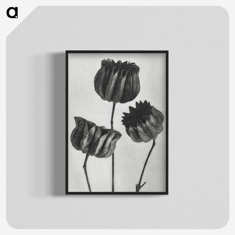 1-2_Karl-Blossfeldt_blk-crop
