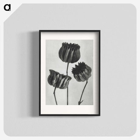 1-2_Karl-Blossfeldt_blk