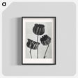 アートポスター-Abutilon (Lime Mallow) pod enlarged six times from Urformen der Kunst by Karl Blossfeldt - カール ブロスフェルト Poster.